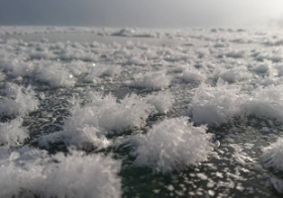 View Frost Flowers