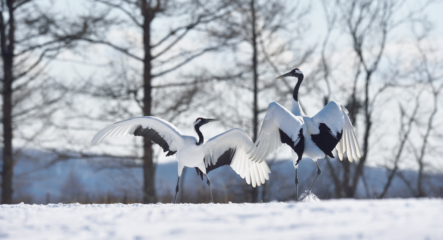Enjoy a holiday in Kushiro,  East Hokkaido and get the chance to meet the Japanese crane.