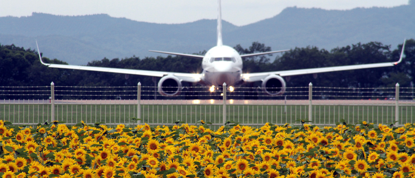 Sunflower fields around Memanbetsu Airport