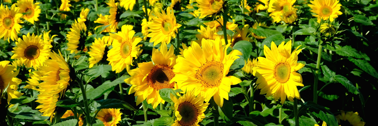 Sunflower fields around Omagari Lake, Abashiri